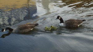 foto de patos en Ducks Regents Canal (Londres)